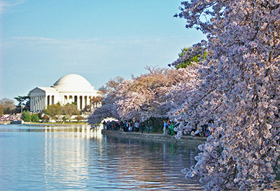 National Cherry Blossom Festival
